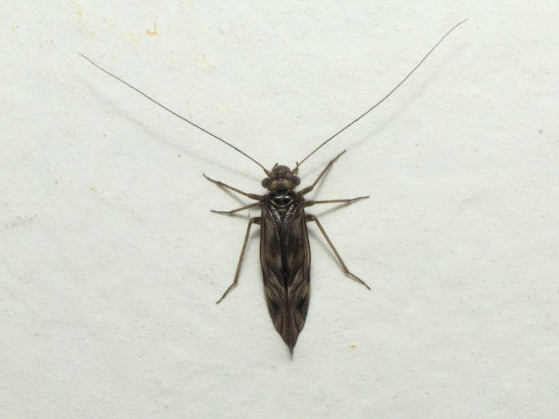 Psocoptera